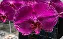 Phal. Spark